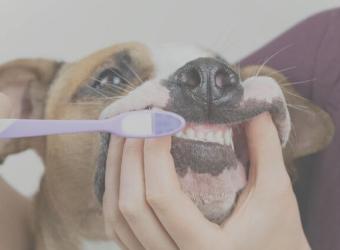 At-Home Dental Care for Pets: Preventing Periodontal Disease in Dogs and Cats