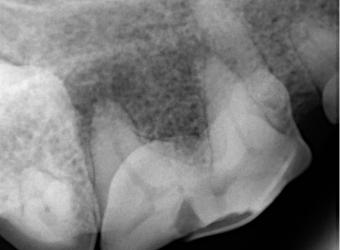 More Than Just Tartar: Peanut’s Broken Tooth Story