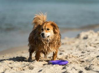 Can Dogs Get Sick From the Beach? Bertie's Story of Salt Water and Sand Ingestion