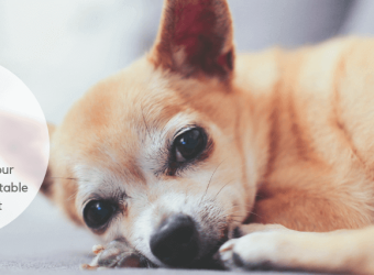 6 Ways to Make Your Home More Comfortable for a Senior Pet