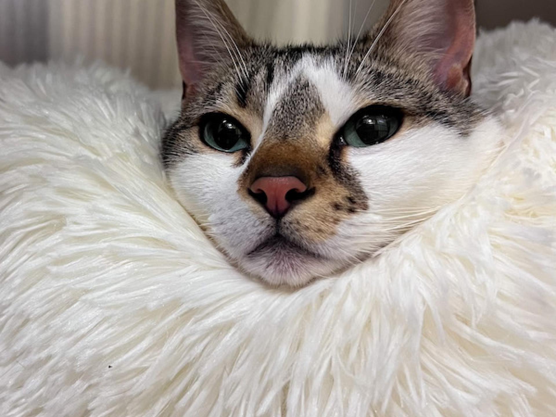 Boarding 6 Newport Harbor Animal Hospital