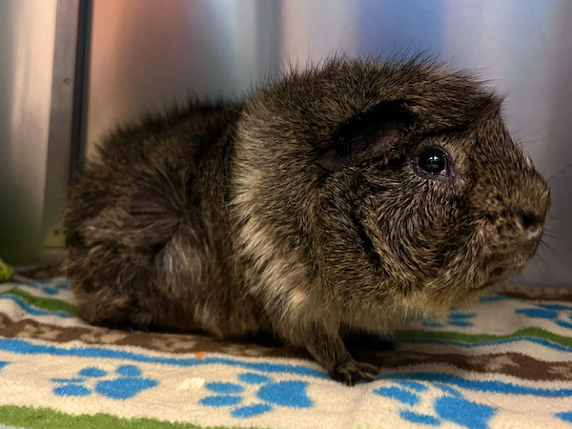 Boarding 8 Newport Harbor Animal Hospital