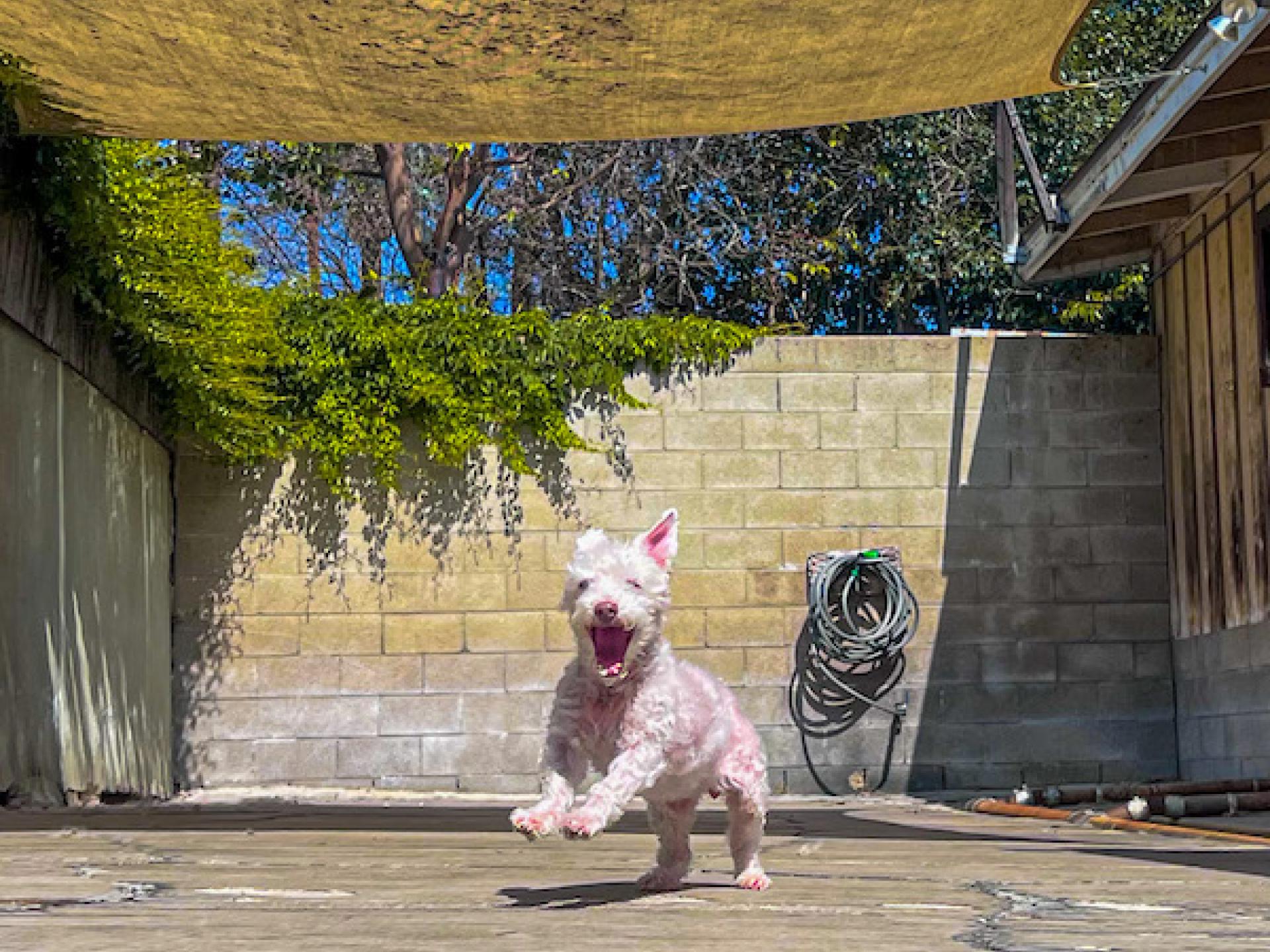 Boarding 9 Newport Harbor Animal Hospital