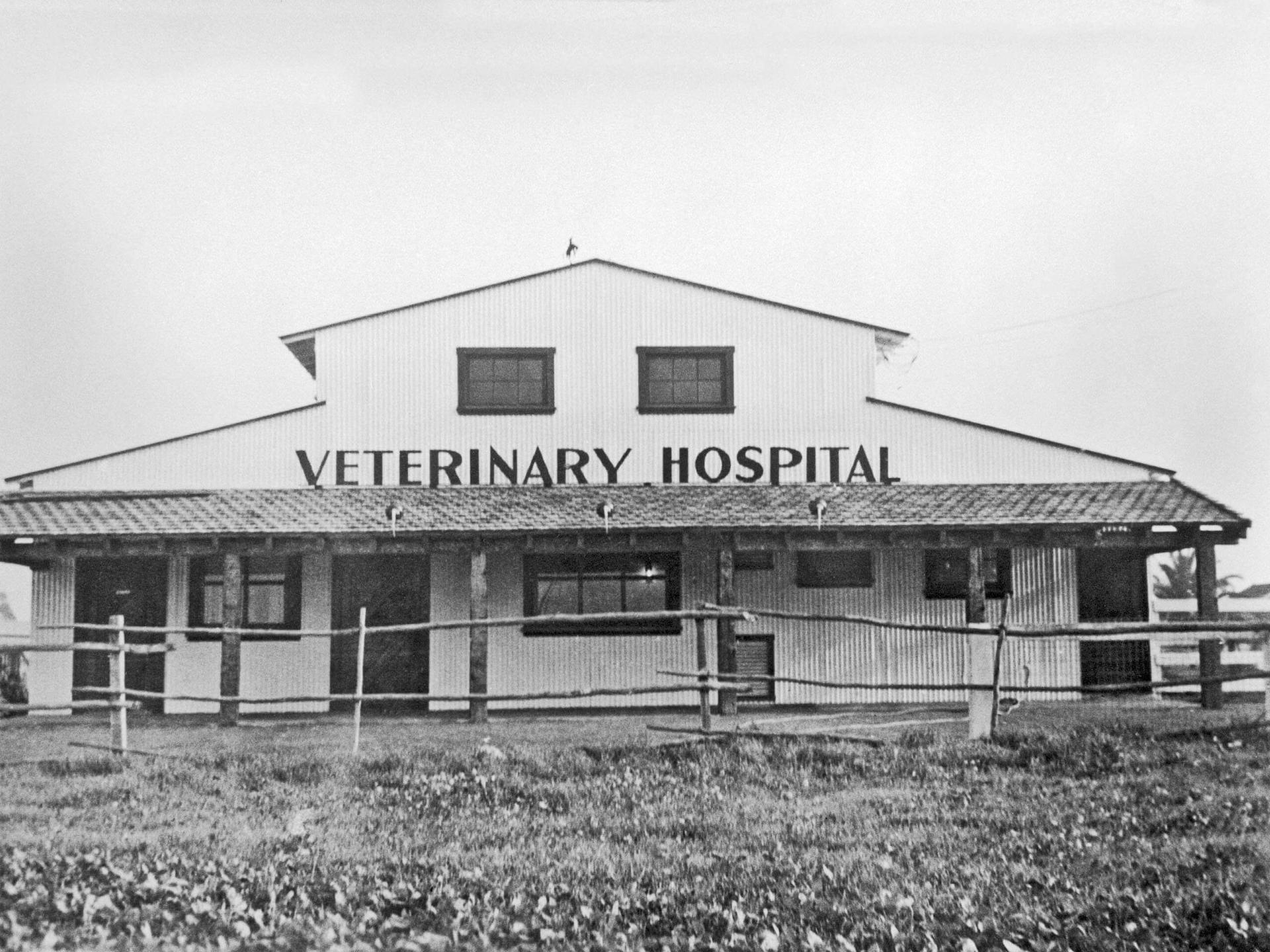 local veterinarians