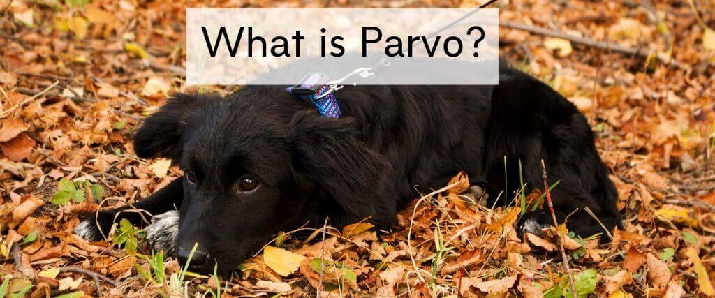 What Is Parvovirus Parvo